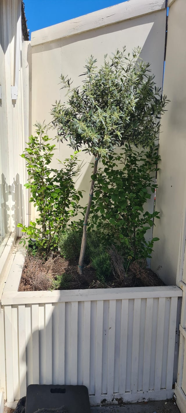 just started a gardening business in london and am really proud of my first job. input welcome 🙏