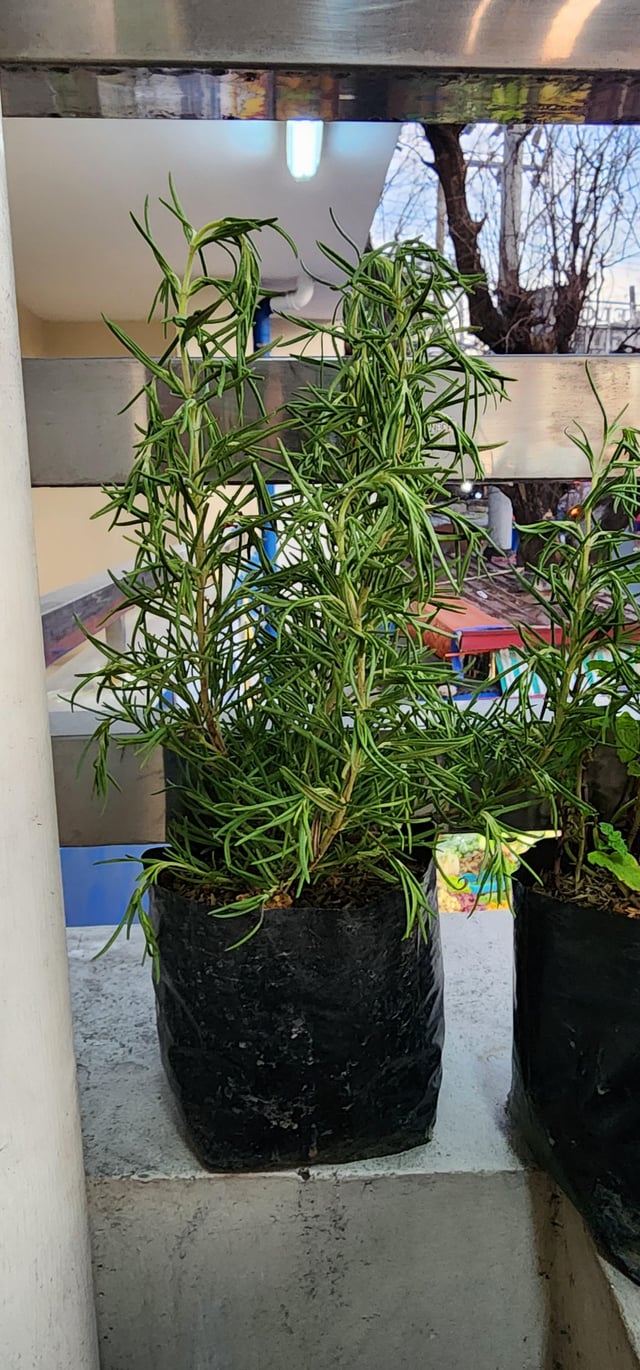 what is wrong with my rosemary?