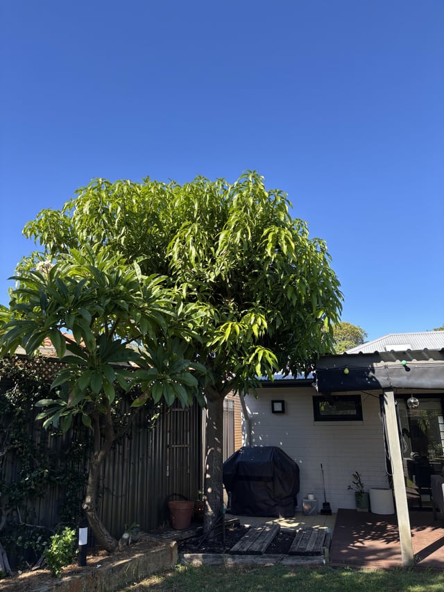 advice mango tree