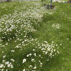 no mow may going good