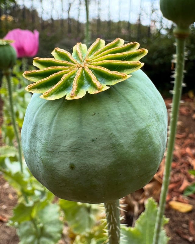the first of my papaver somniferum pods of the season.