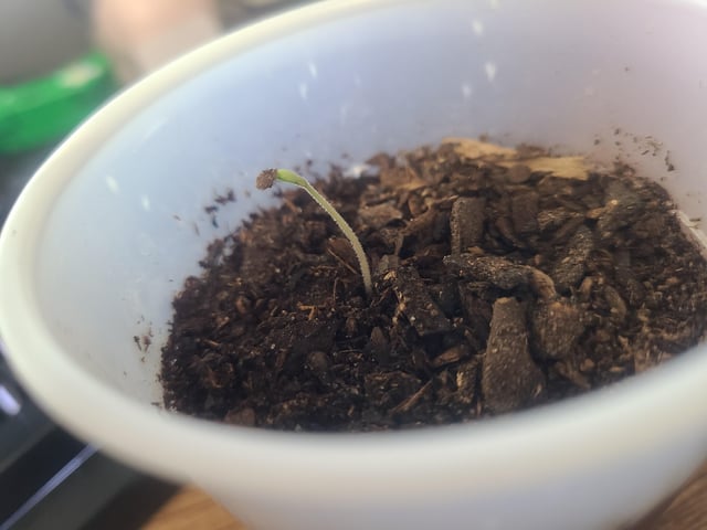 Baby finally growing