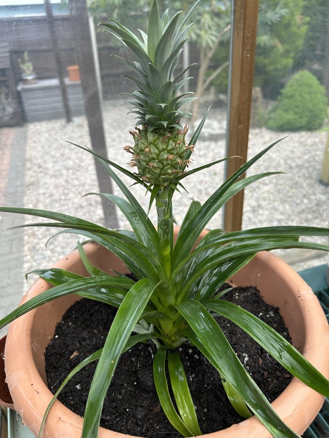 picked this up at the local garden centre