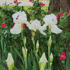 irises in my garden