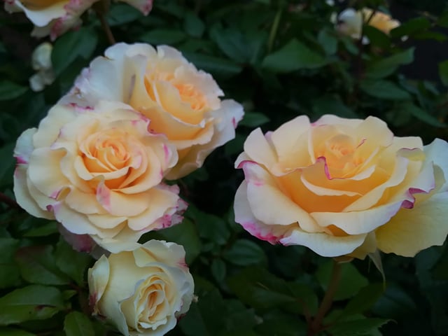 the roses i cared for while working on the estate.