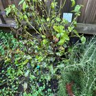 help! basils dieing?