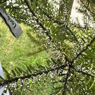 what are these white spots on my feather honey myrtle tree in sydney? how to treat it?