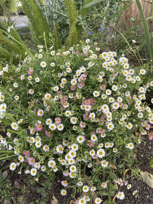 happy spring from the sacramento valley, california!