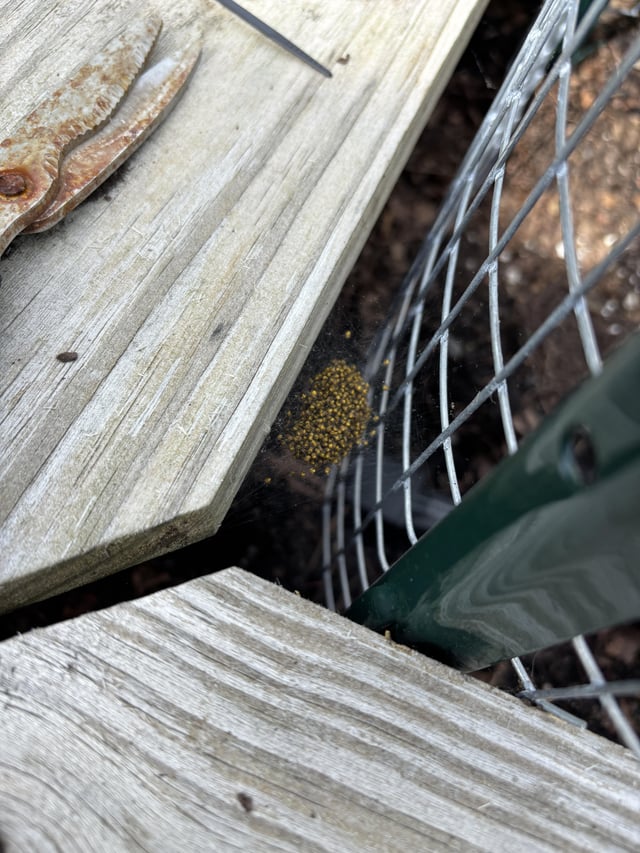 soooo, what is this and do i kill it with fire?