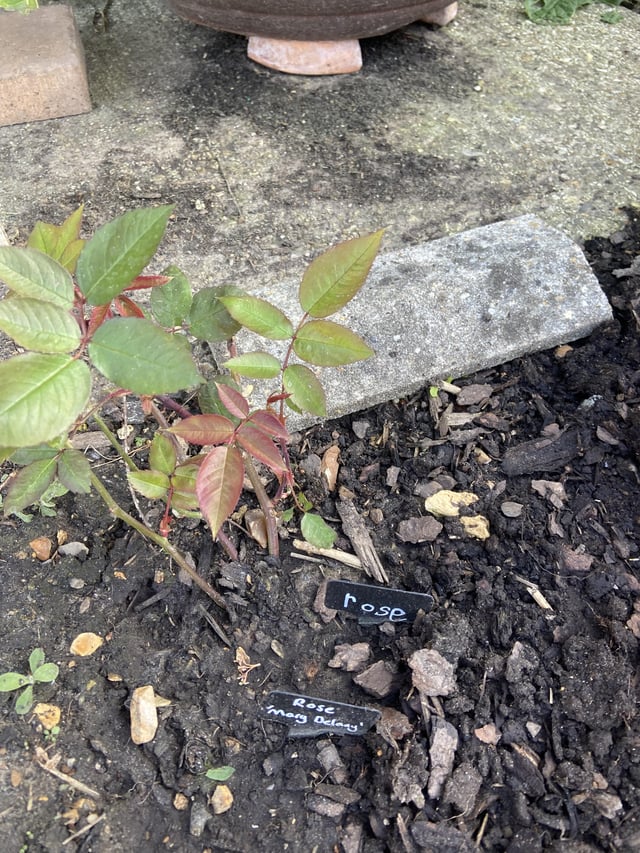 something to try when controlling aphids