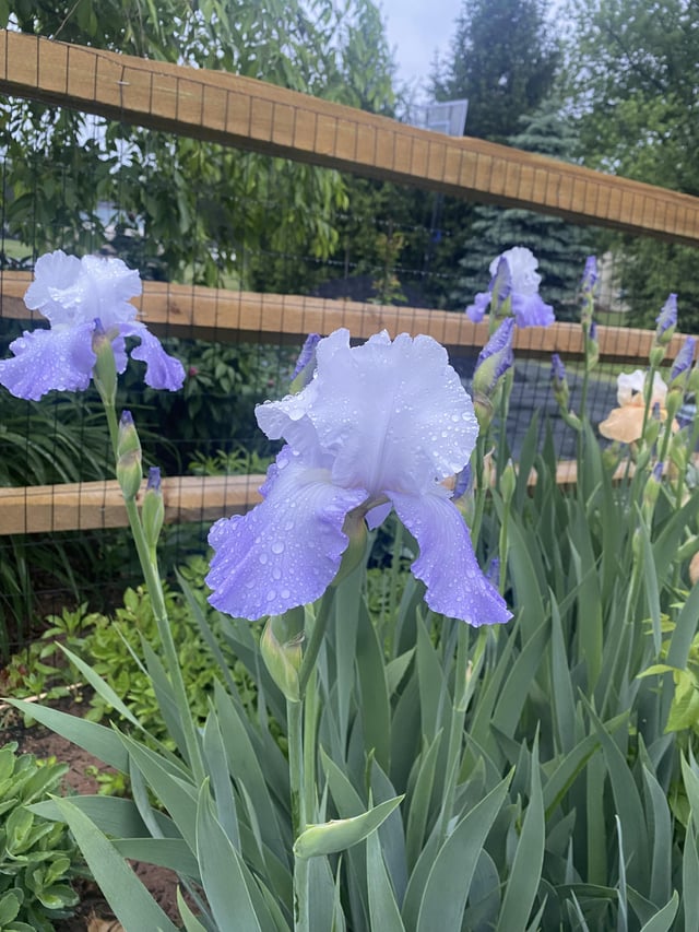 did someone say irises?