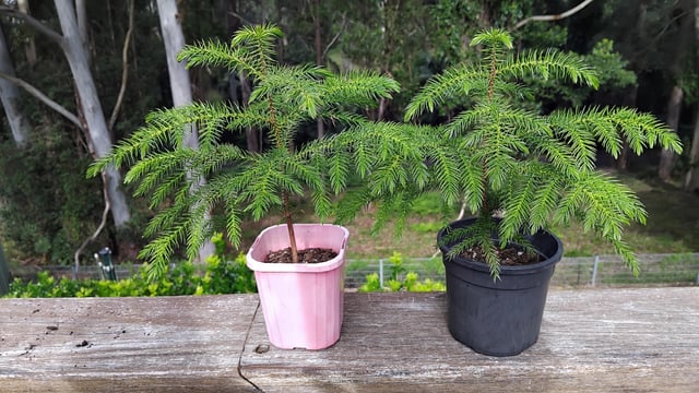 new caledonia pine ( araucaria columnaris) 1 year from germination