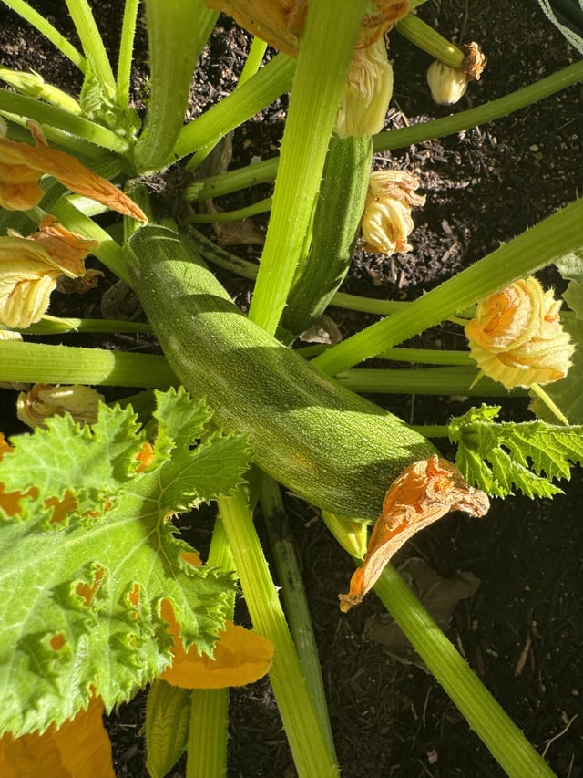 never grown zucchini before. is this ready to pick?