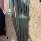 harvested some of my monster green onions
