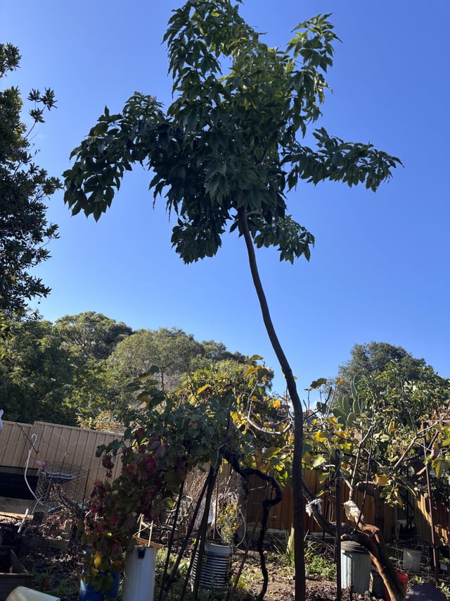 sapote tree?