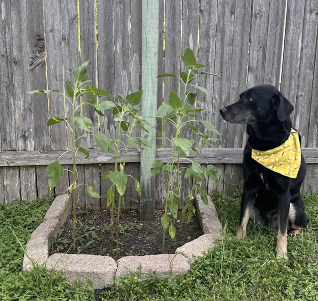 my dog is so proud of me and my sunflowers 🥰