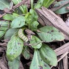 are they what i think they are?