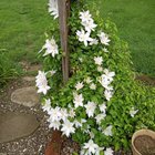 She got all the blooms – Reddit Post