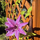 first time my clematis gave a flower! it's so beautiful and i am so happy 😁