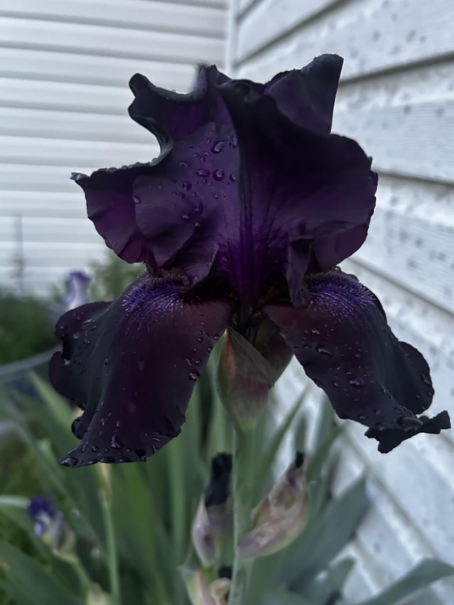 just want to show off my beautiful black irises.