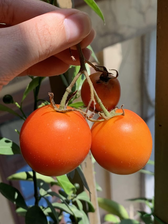 my first tomato 🍅