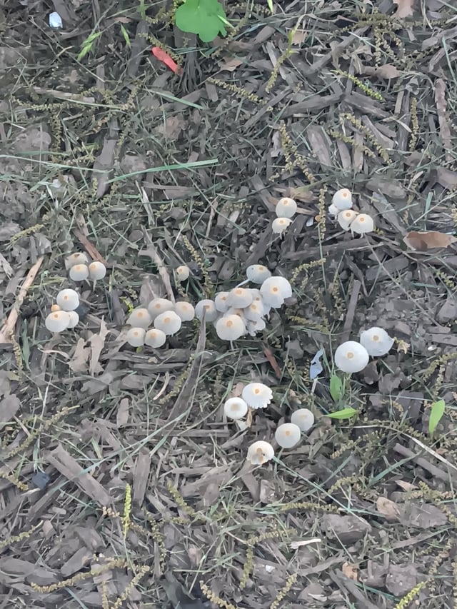 so i hear mushrooms are a sign of healthy soil