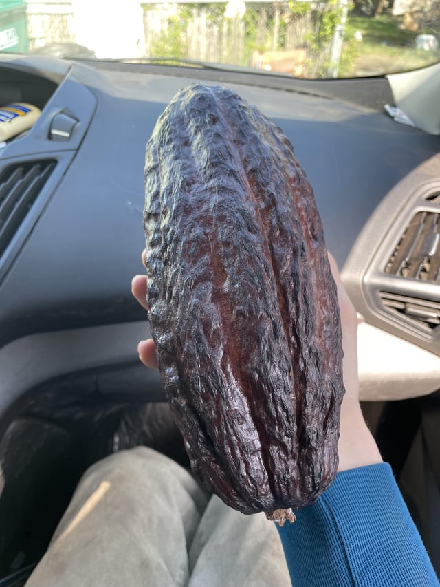 Southern Oregon, spotted a CACAO POD at the local produce market!! Which kind is it do you think? – Reddit Post