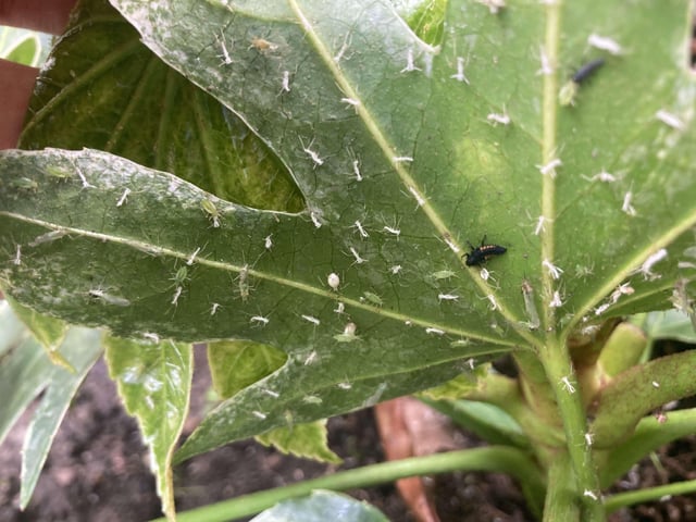 ladybug larvae have landed and they're hungry.