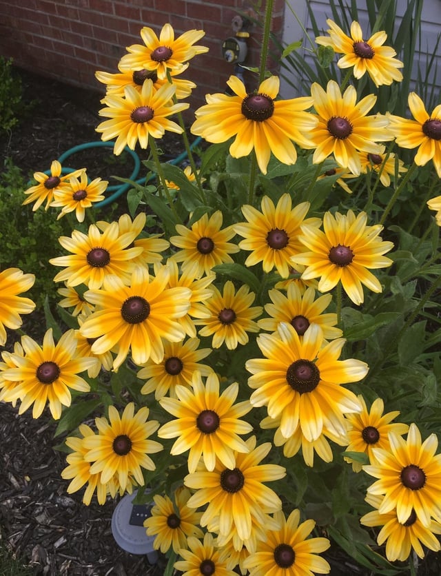 what variety of black eyed susan is this?