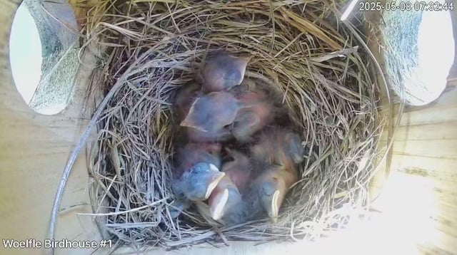 i am now blue bird voyeur!!