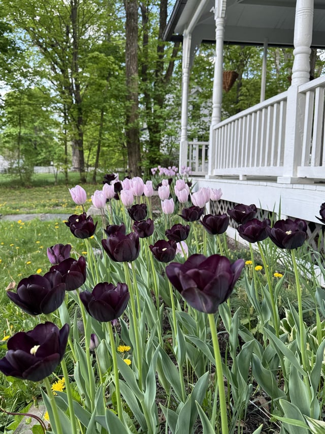a first for me: tulips
