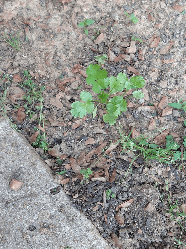 Cilantro came back – Reddit Post