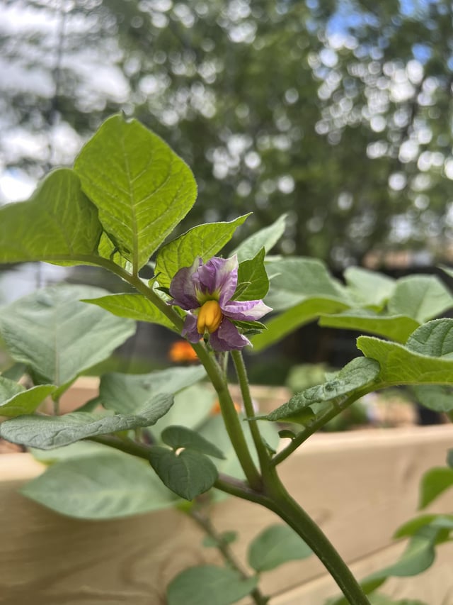 first time growing potatoes and it’s blooming. is this a good thing?