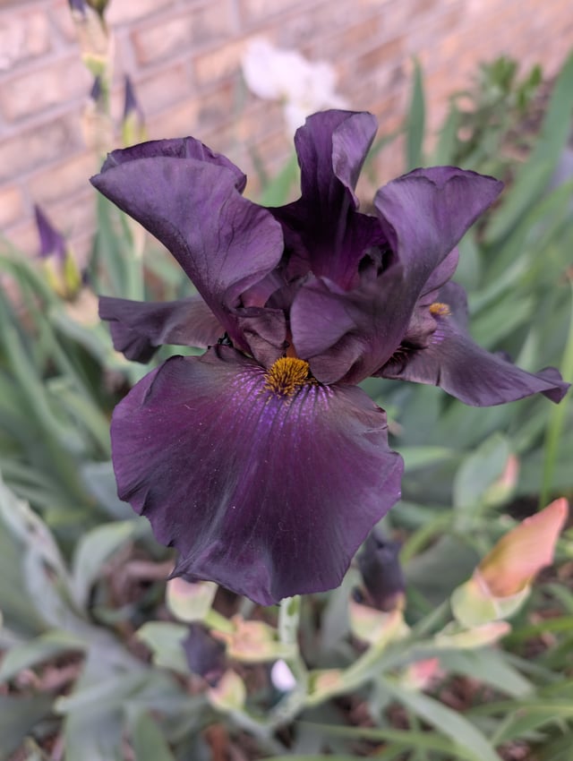 my favorite iris