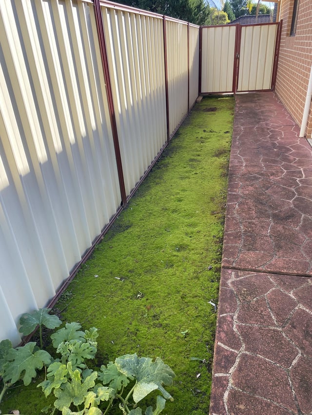 Veges on south side of house in Sydney?