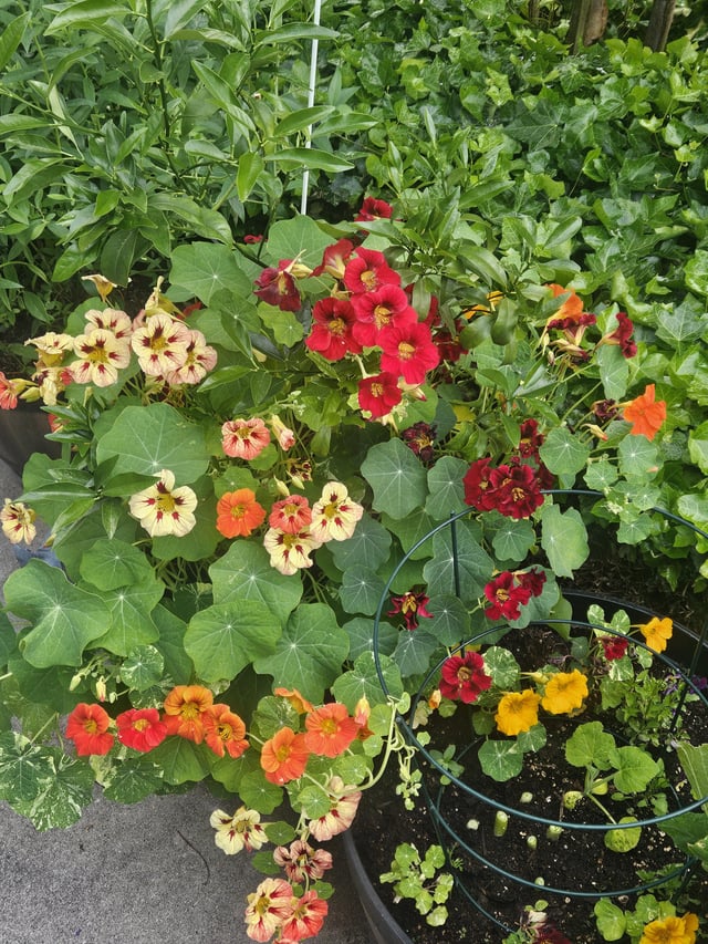 nasturtsiums going hard this year.