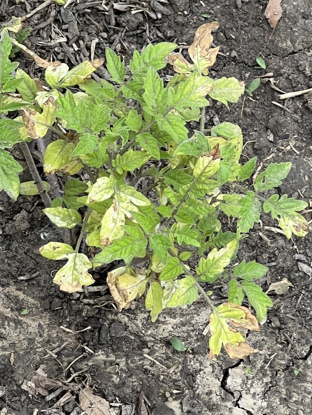 what’s wrong with tomato plants