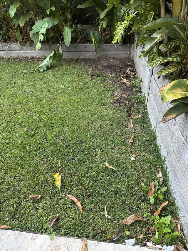 lawn advice