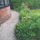 are anyone else's roses way behind this year?
