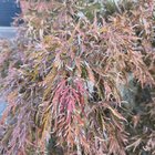 what is this tree/shrub?