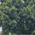 what are these hedges/trees please? they've grown so fast too (brisbane)