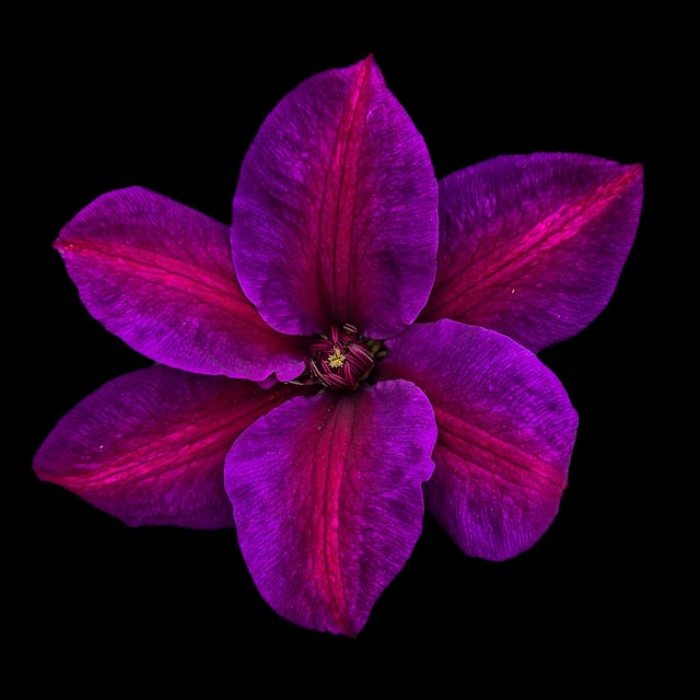 i went to a nursery and the colors of this flower blew me away