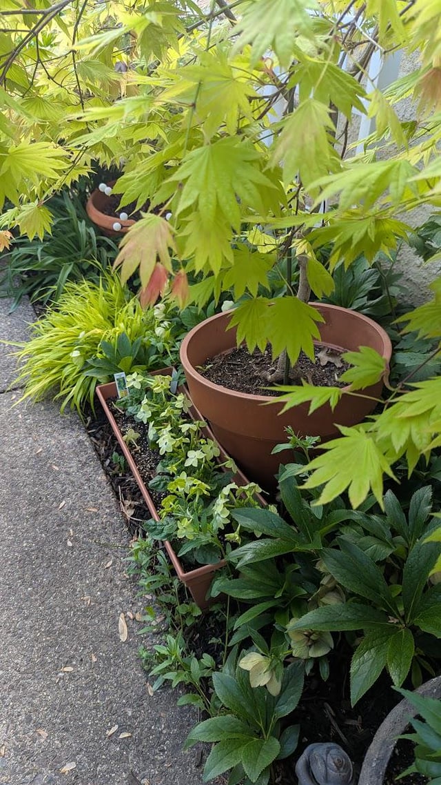 i love the color lime in the garden