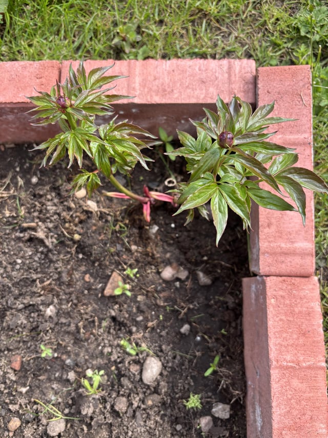 Planted bare root peony at the start of the year. Guess am lucky.