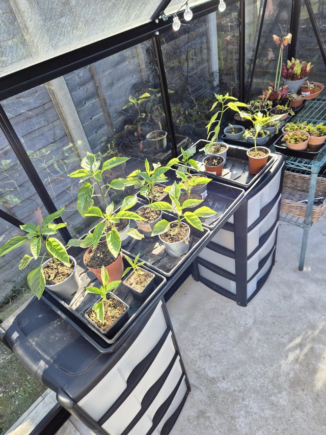 bell peppers coming along