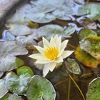 water lilies in my patio pond first blooms of the season!