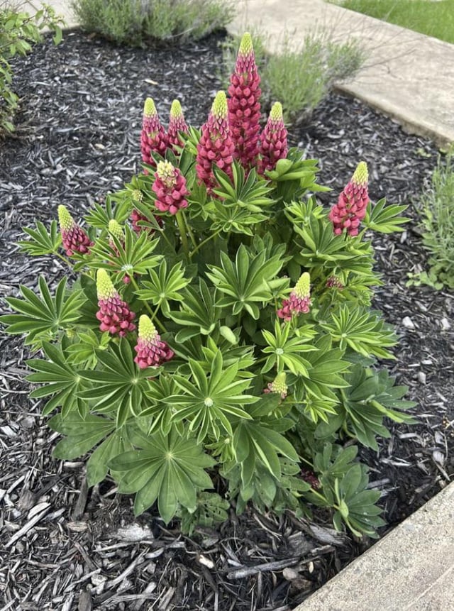 lupins came back better than ever!!