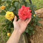 the samba rose, one of my favorites! what’s your favorite rose?