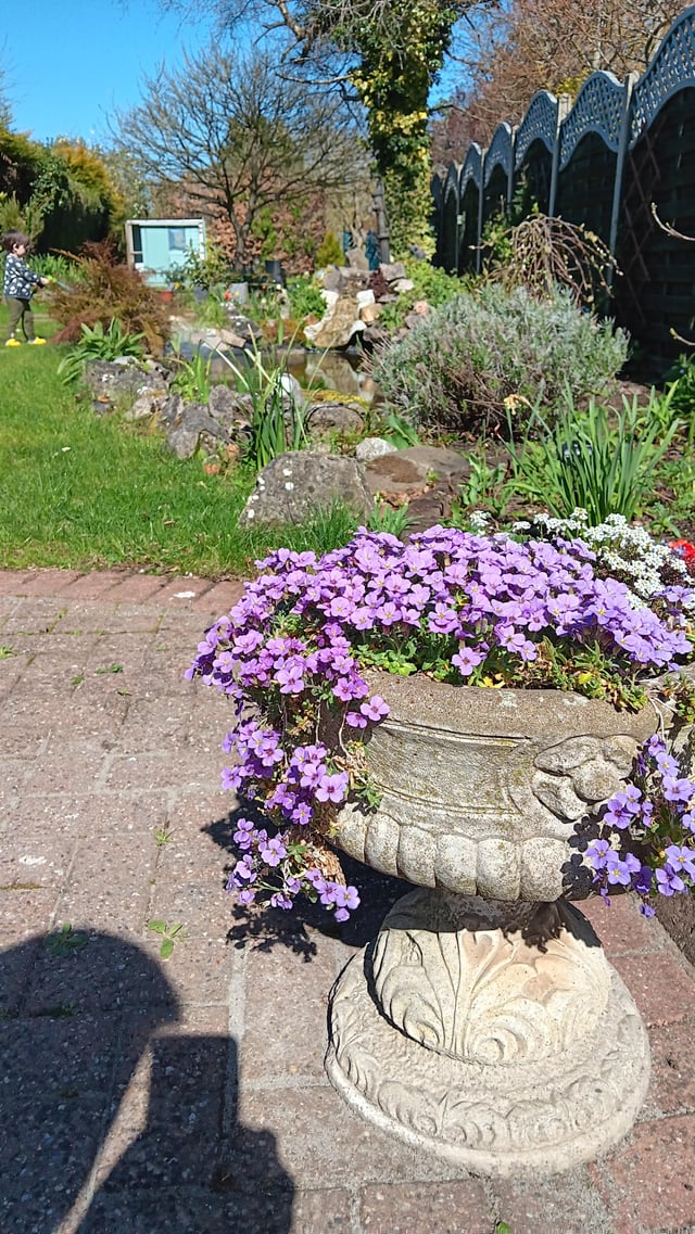 i killed this and noticed all my neighbours have it trailing along their front walls. i need to get more. what is it.