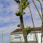fig tree fruit 2025